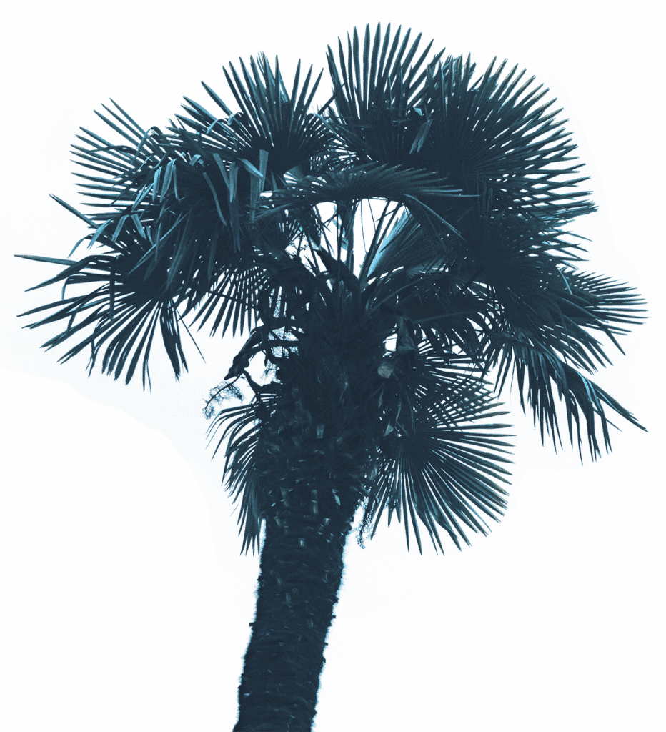 palm.png